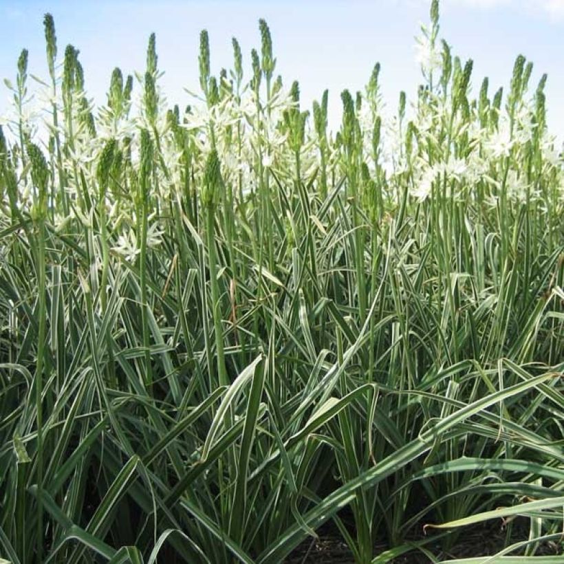 Camassia leichtlinii Sacajawea - Prärielilie (Wuchs)