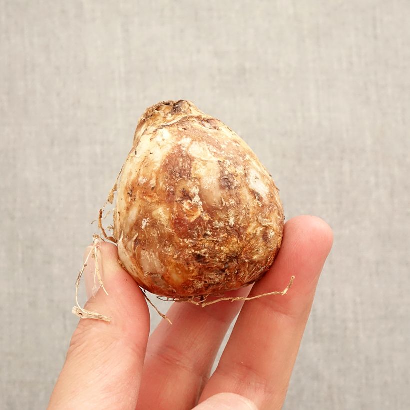 Exemplar von Camassia cusickii Zwanenburg - Prärielilie Zwiebel Kaliber/Größe 14/16 wie im Frühjahr geliefert