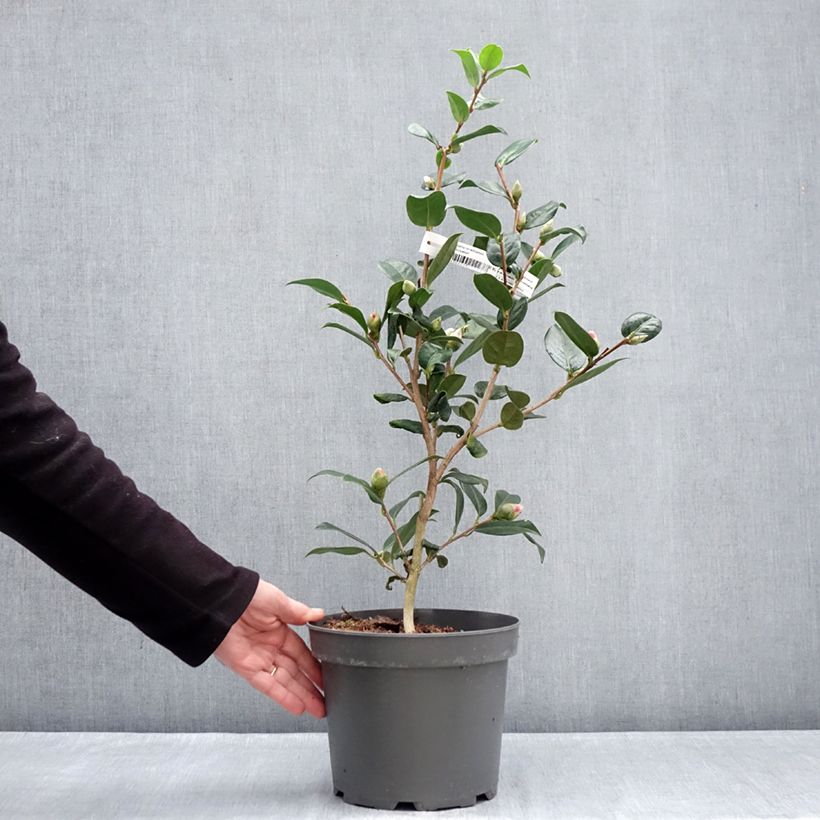 Exemplar von Camellia williamsii Anticipation - Kamelie Topf mit 4L/5L wie im Winter geliefert