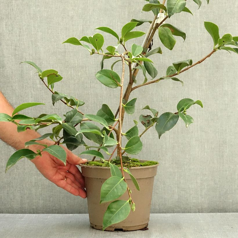 Exemplar von Camellia Baby Sis Pink - Japanische Kamelie Topf mit 4L/5L wie im Sommer geliefert