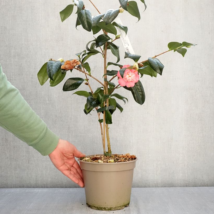 Example of Camellia Baby Sis Pink - Japanische Kamelie Topf mit 4L/5L as you get in hiver