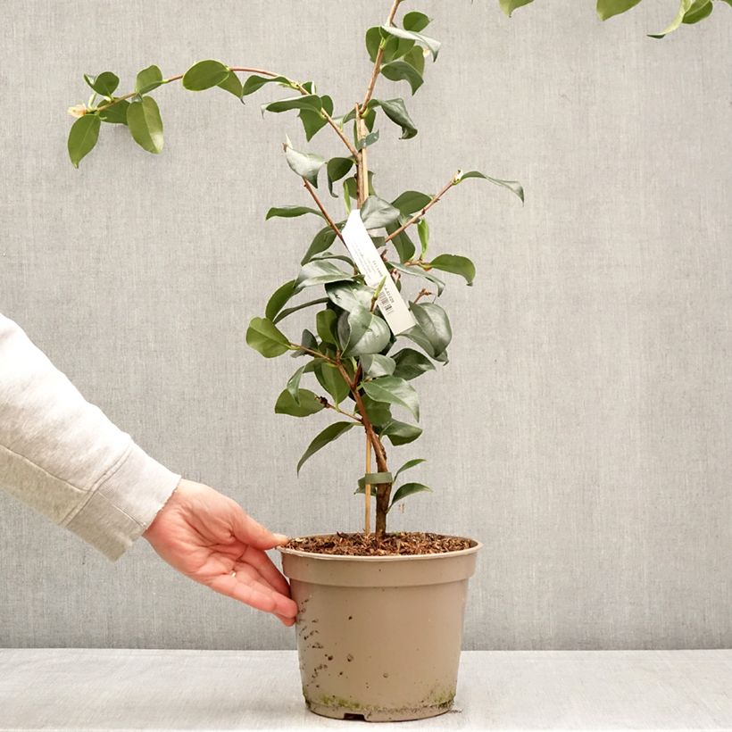 Exemplar von Camellia Baby Sis Pink - Japanische Kamelie Topf mit 4L/5L wie im Frühjahr geliefert