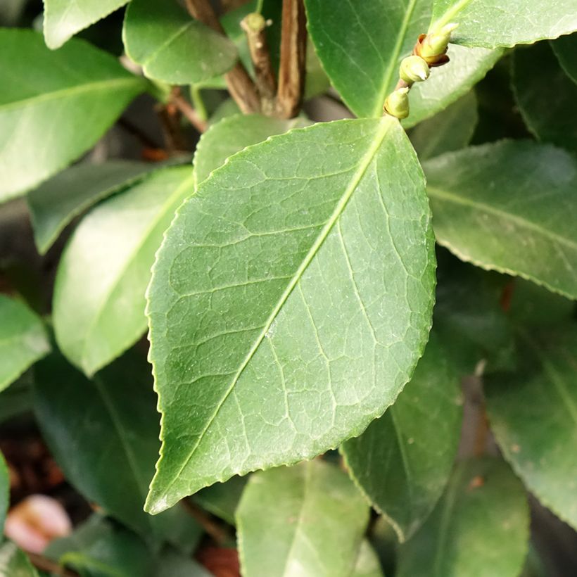 Camellia Bonomiana - Japanische Kamelie (Laub)