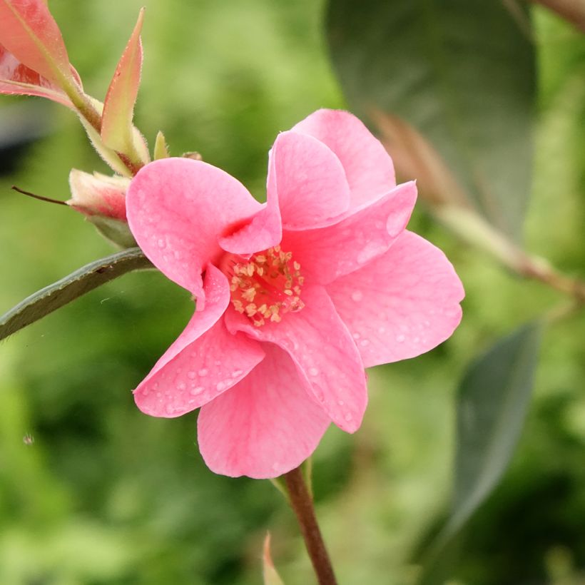 Camellia Crimson Candles - Kamelie (Blüte)