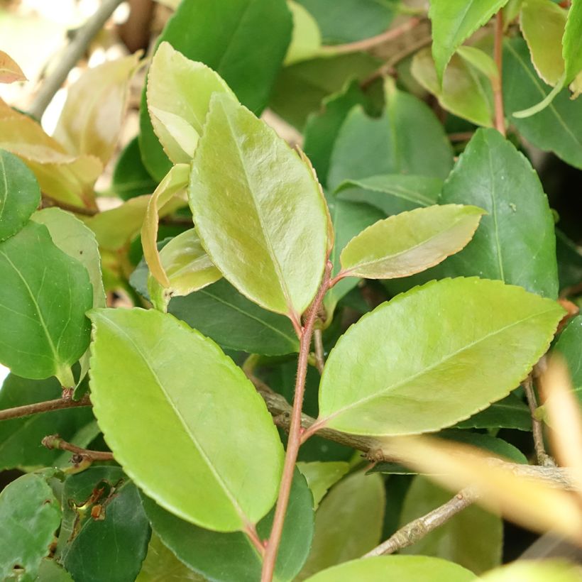 Camellia Quintessence - Kamelie (Laub)