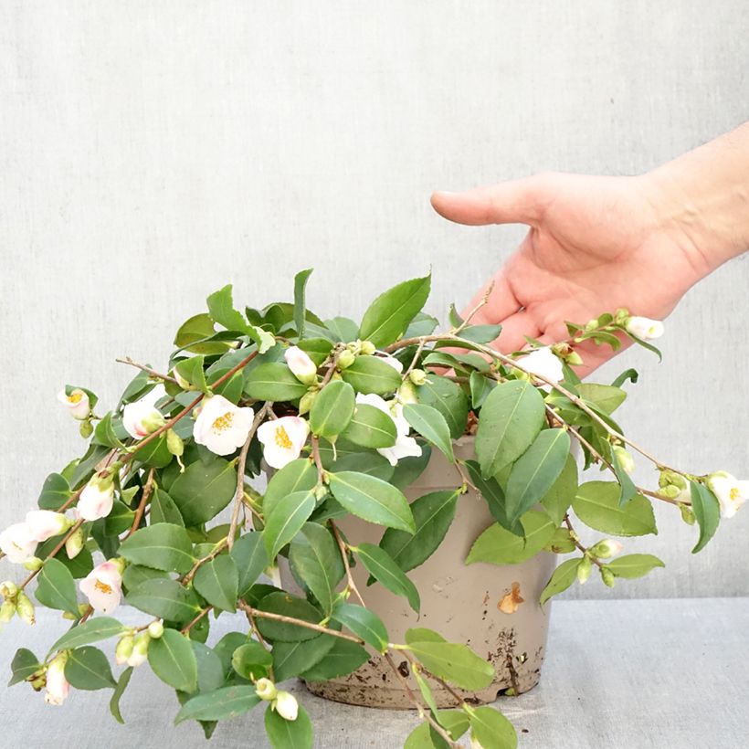 Exemplar von Camellia Quintessence - Kamelie Topf mit 4L/5L wie im Winter geliefert