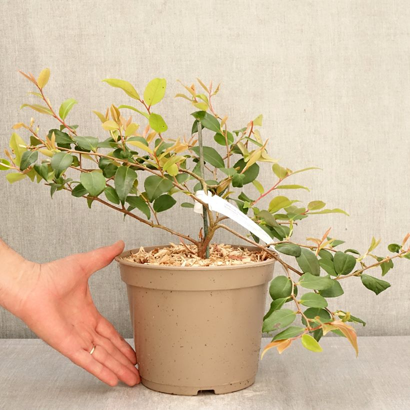 Exemplar von Camellia Quintessence - Kamelie Topf mit 4L/5L wie im Frühjahr geliefert