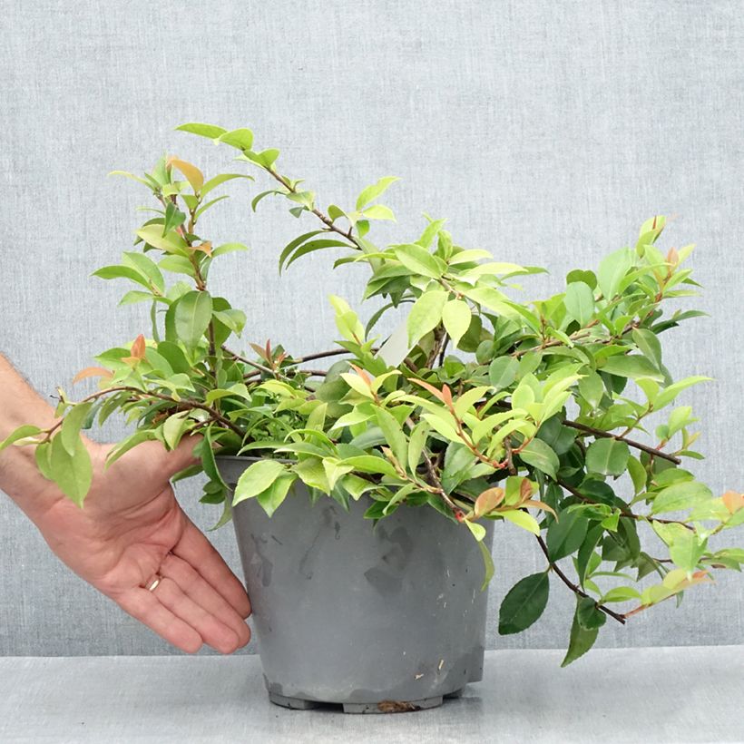 Exemplar von Camellia lutchuensis Sweet Emily Kate - Kamelie Topf mit 4L/5L wie im Sommer geliefert