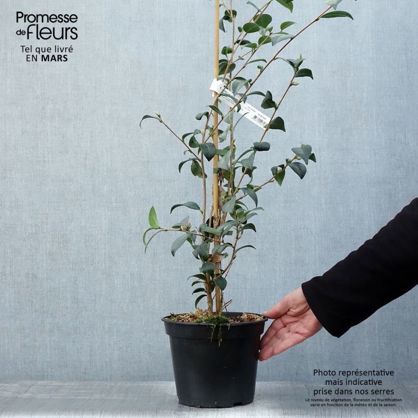 Example of Camellia Gay Baby - Kamelie Topf mit 4L/5L as you get in printemps