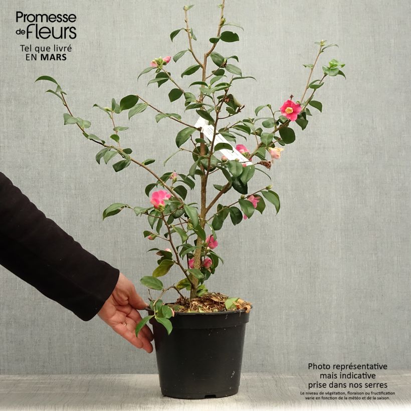 Example of Camellia lutchuensis Koto No Kaori - Kamelie Topf mit 4L/5L as you get in printemps