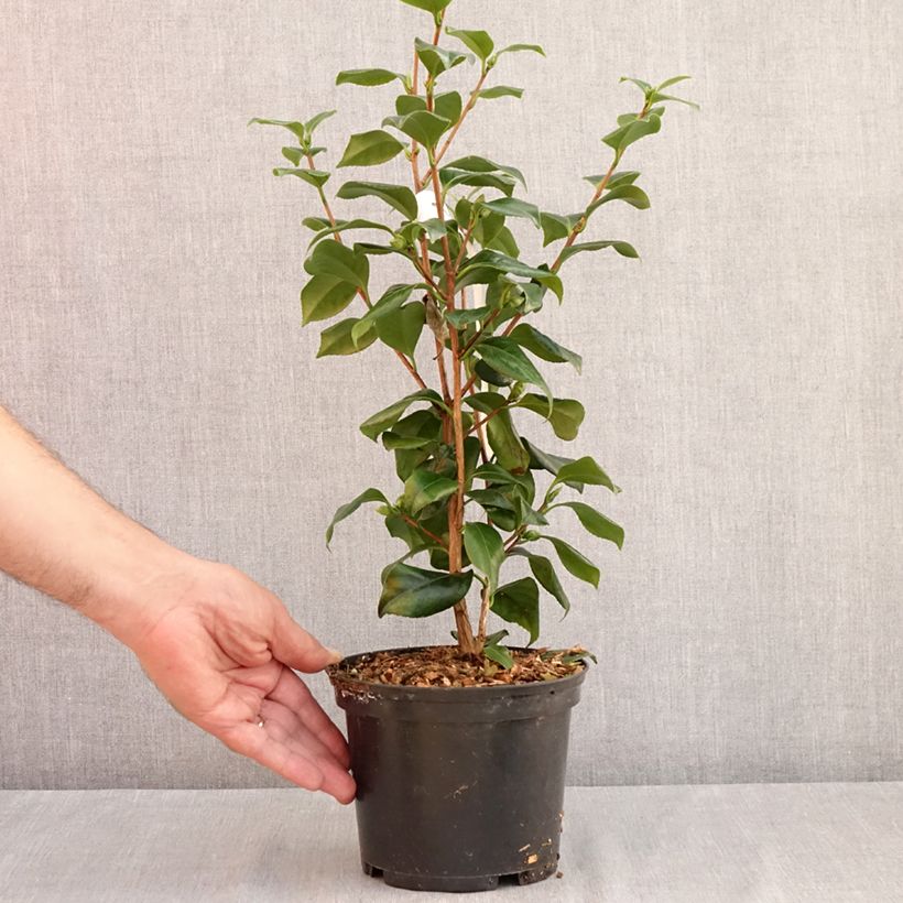 Exemplar von Camellia Sweet Olive - Japanische Kamelie Topf mit 2L/3L wie im Sommer geliefert