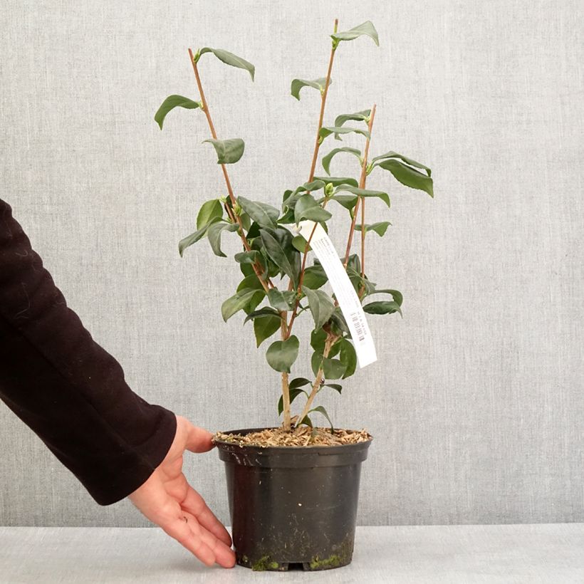 Exemplar von Camélia classique - Camellia japonica Sweet Olive Pot de 2L/3L wie im Winter geliefert