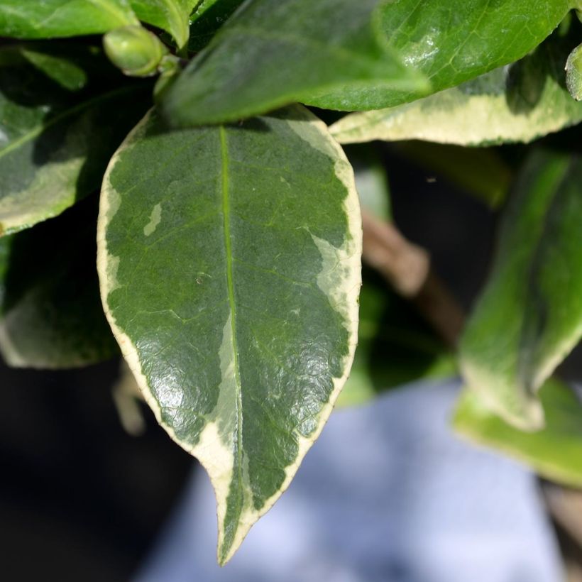 Camellia Kerguelen - Japanische Kamelie (Foliage)