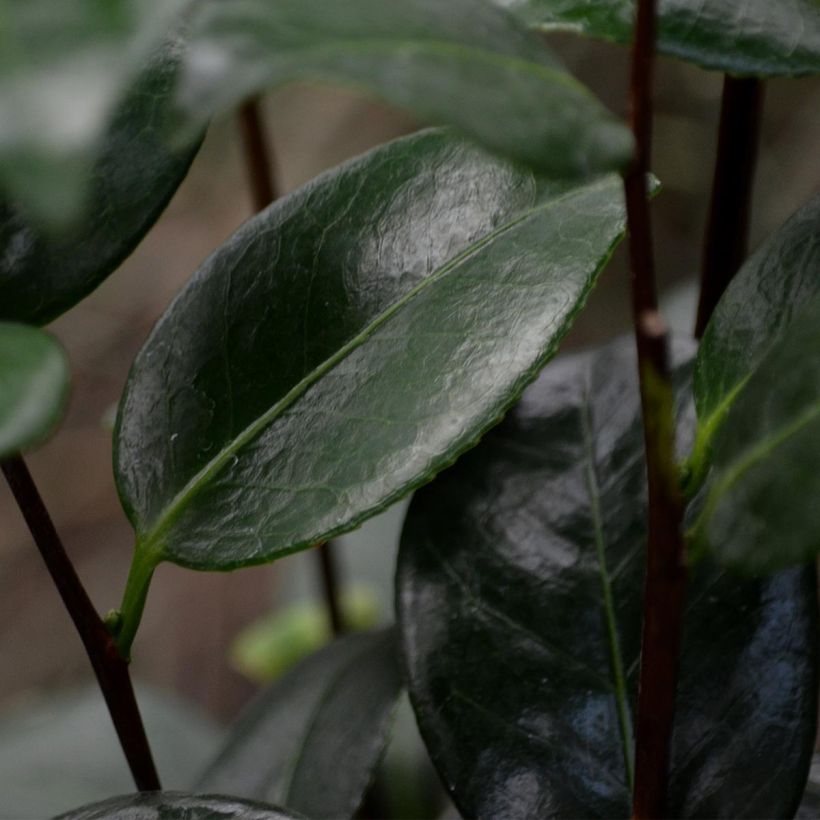 Camellia Nuccio s Pearl - Kamelie (Foliage)