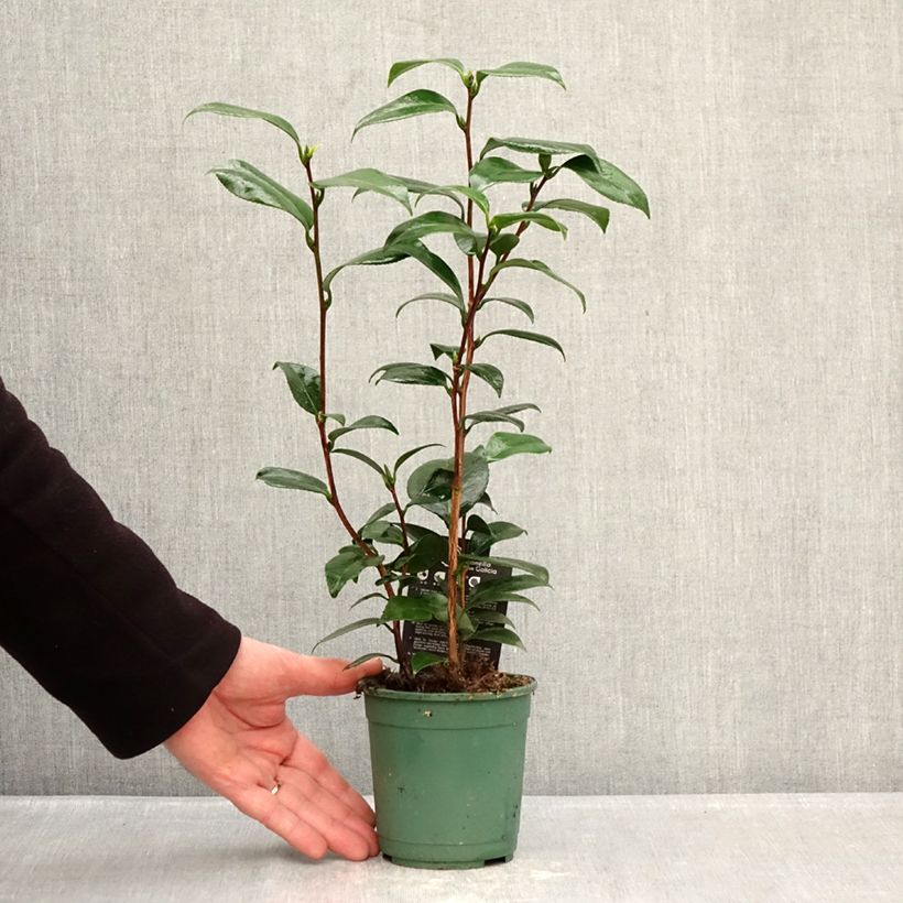 Exemplar von Camellia Nuccio s Pearl - Kamelie Topf 12 cm / 13 cm wie im Winter geliefert