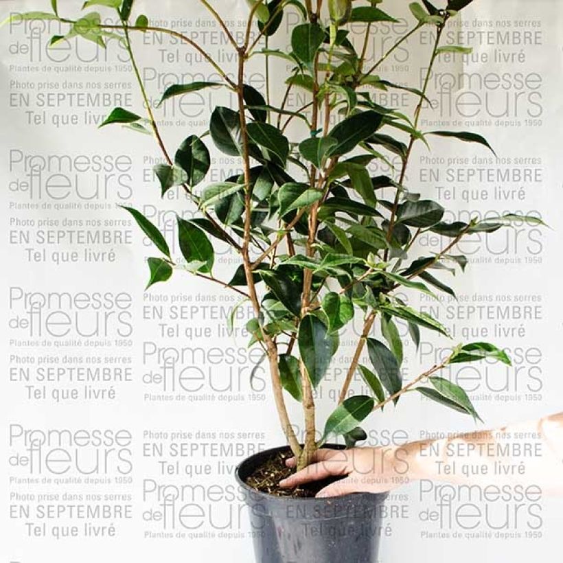 Beispiel eines Exemplars von Camellia Royal Velvet - Kamelie Topf mit 4L/5L wie geliefert
