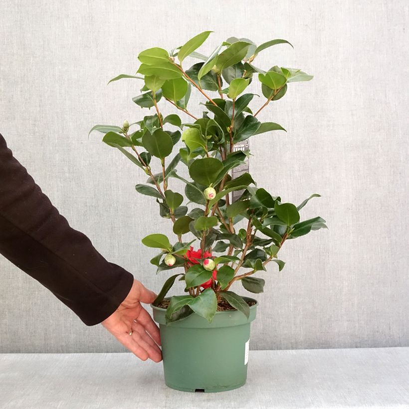 Exemplar von Camélia Comte de Gomer - Camellia japonica Pot de 2L/3L wie im Winter geliefert