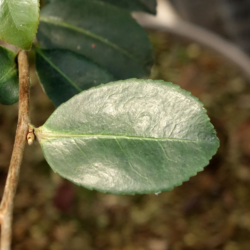 Camellia sasanqua Ashtar – Herbstblühende Kamelie (Laub)