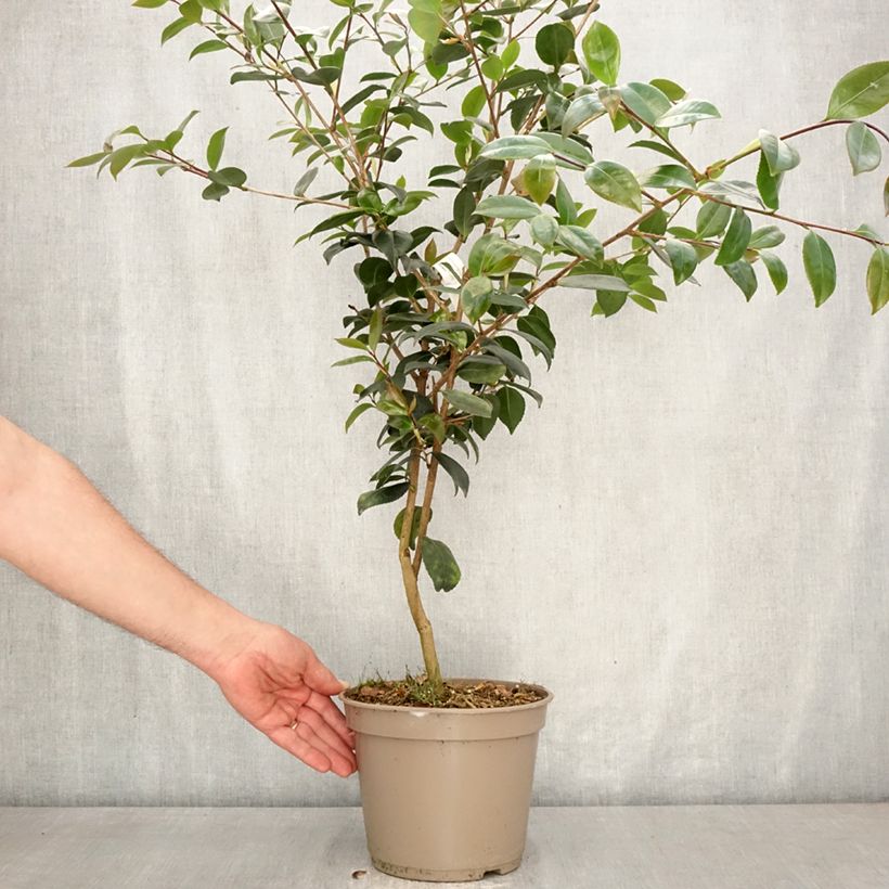 Exemplar von Camellia sasanqua Ashtar – Herbstblühende Kamelie Topf mit 4L/5L wie im Frühjahr geliefert