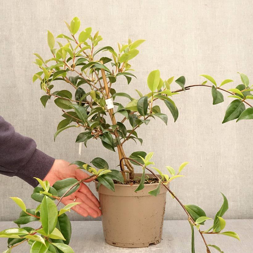Exemplar von Camellia Autumn Jewel - Herbstblühende Kamelie Topf mit 4L/5L wie im Frühjahr geliefert