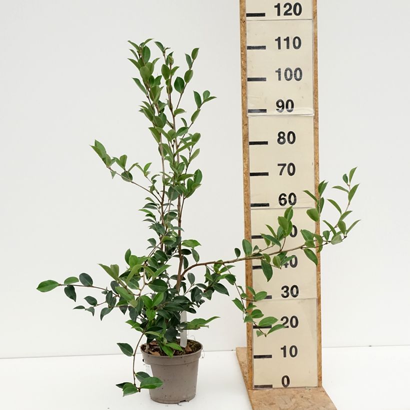 Exemplar von Camellia sasanqua Narumi Gaita - Herbstblühende Kamelie Topf mit 4L/5L wie im Sommer geliefert