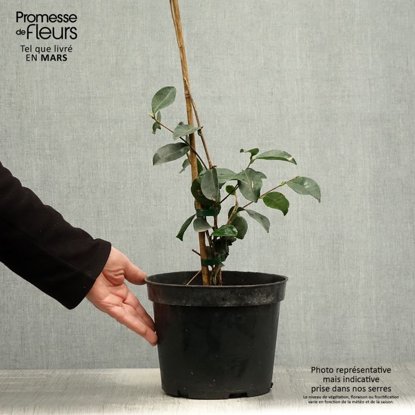 Example of Camellia sasanqua Narumi Gaita - Herbstblühende Kamelie Topf mit 4L/5L as you get in printemps