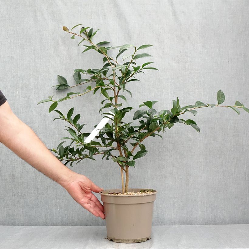 Exemplar von Camellia sasanqua Early Pearly - Herbstblühende Kamelie Topf mit 4L/5L wie im Sommer geliefert