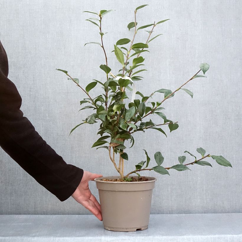 Example of Camellia sasanqua Early Pearly - Herbstblühende Kamelie Topf mit 4L/5L as you get in printemps