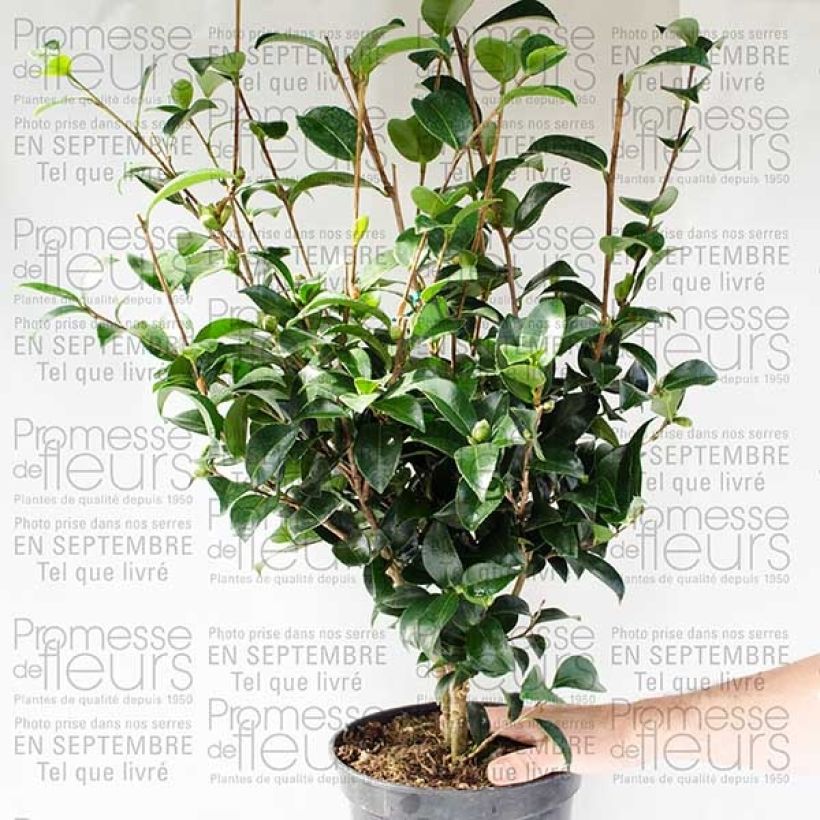 Beispiel eines Exemplars von Camellia sasanqua Fukusutsumi - Herbstblühende Kamelie Topf mit 4L/5L wie geliefert
