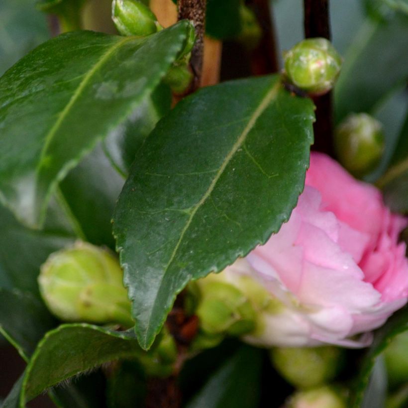 Camellia hiemalis Interlude - Kamelie (Foliage)