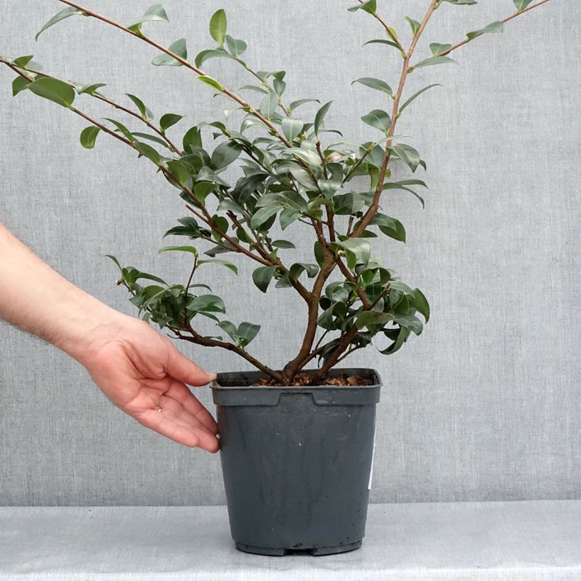 Exemplar von Camellia sasanqua Kanjiro - Herbstblühende Kamelie Topf mit 3L/4L wie im Frühjahr geliefert