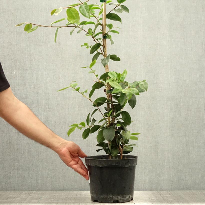 Exemplar von Camellia sasanqua Plantation Pink - Herbstblühende Kamelie Topf mit 4L/5L wie im Sommer geliefert