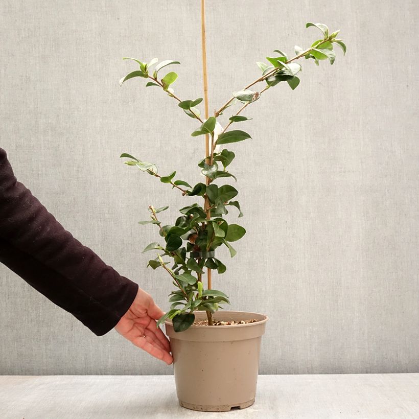 Exemplar von Camellia hiemalis Bonanza - Kamelie Topf mit 3L/4L wie im Frühjahr geliefert
