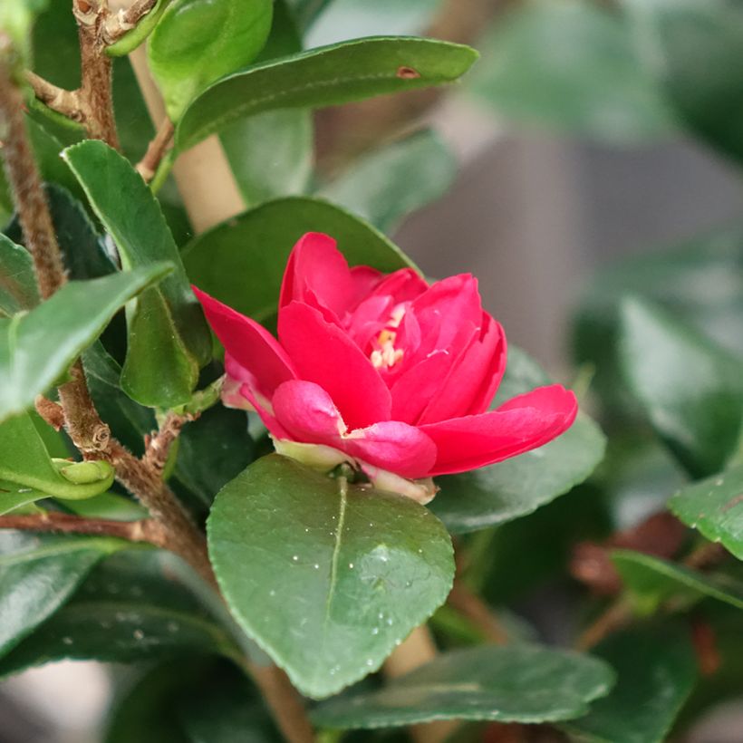 Camellia hiemalis Bonanza - Kamelie (Blüte)