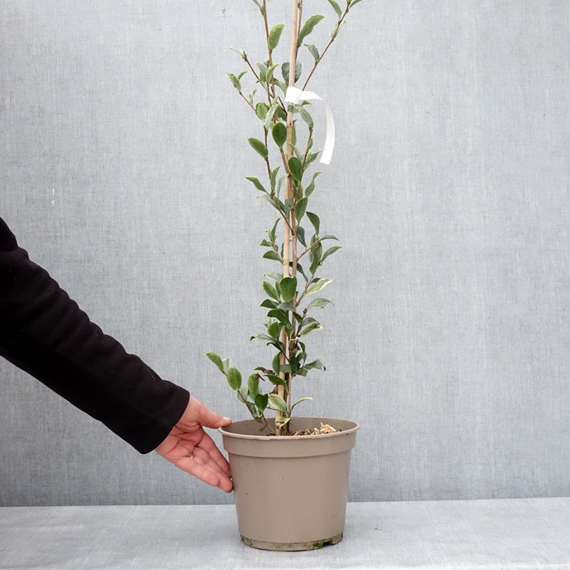 Exemplar von Camellia sasanqua Variegata - Herbstblühende Kamelie Topf mit 4L/5L wie im Winter geliefert