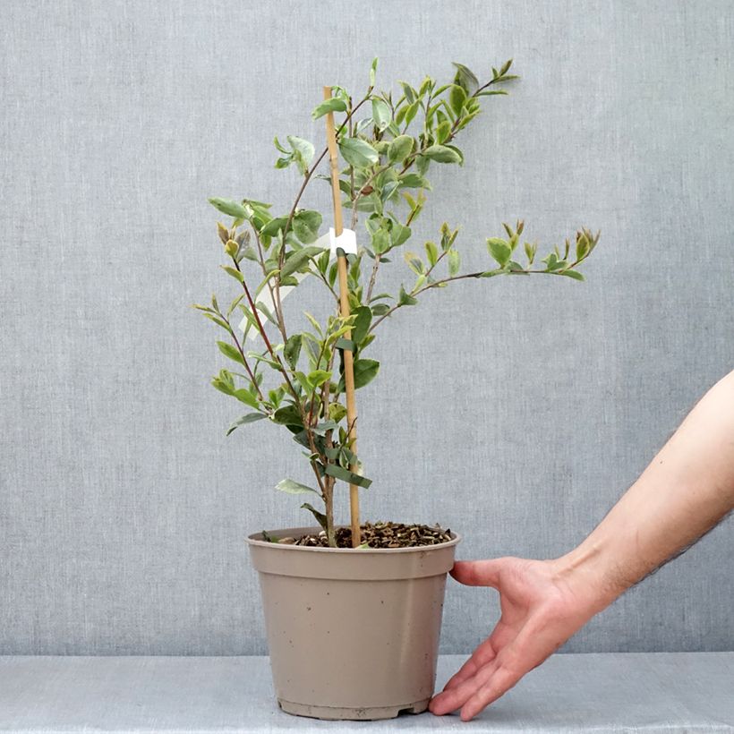 Exemplar von Camellia sasanqua Variegata - Herbstblühende Kamelie Topf mit 4L/5L wie im Frühjahr geliefert