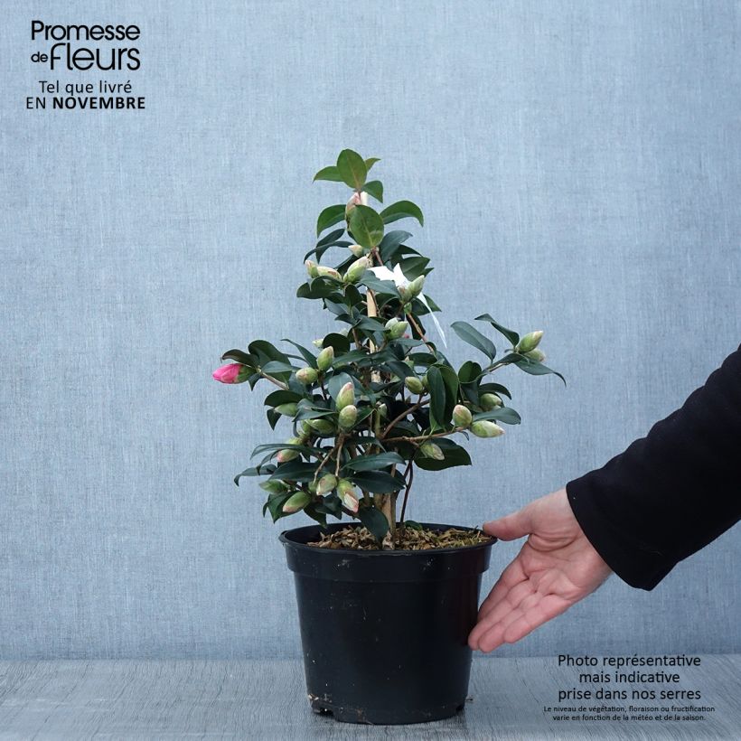 Exemplar von Camellia williamsii Donation - Kamelie Topf mit 2L/3L wie im Herbst geliefert