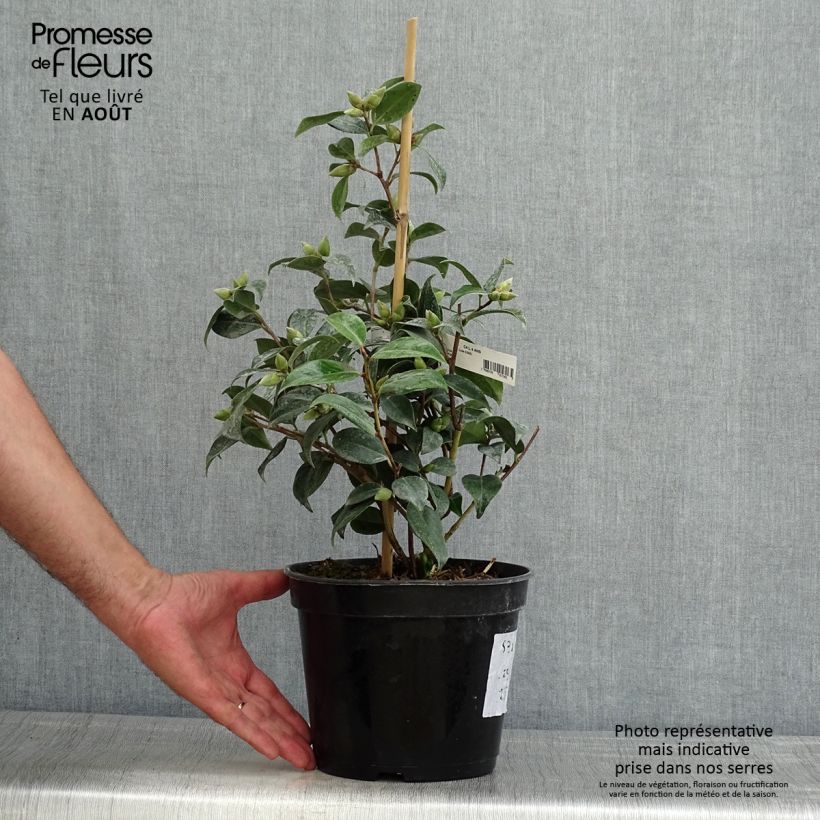 Exemplar von Camellia williamsii Donation - Kamelie Topf mit 2L/3L wie im Sommer geliefert