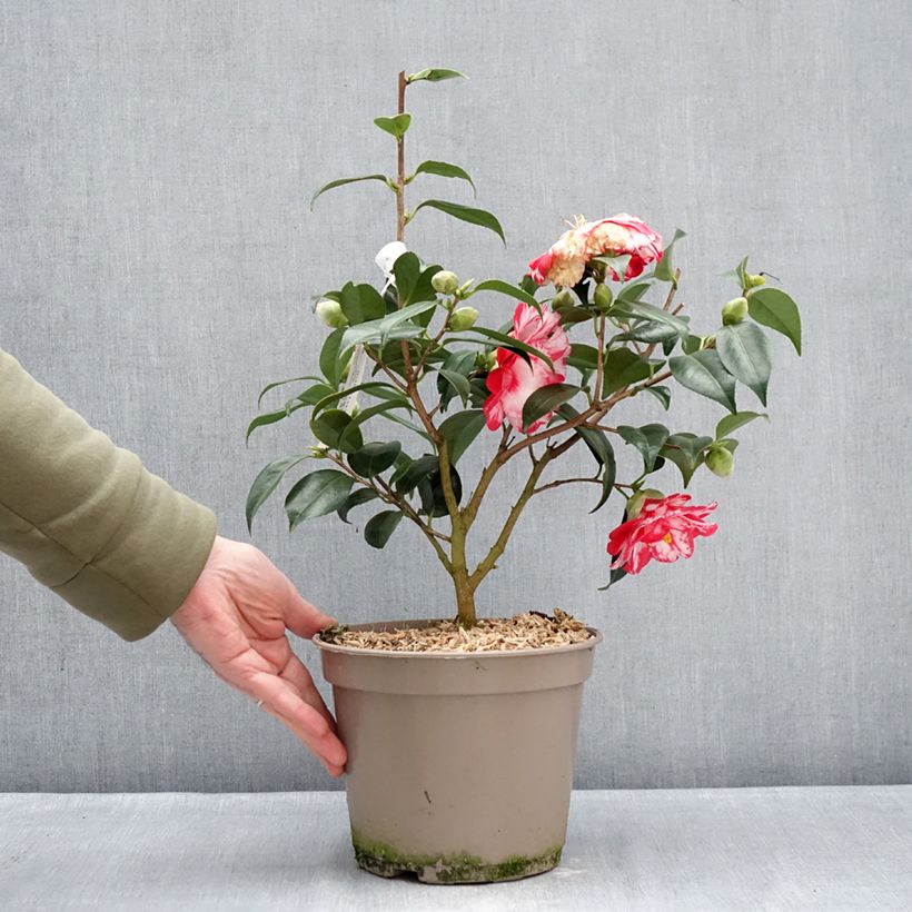 Example of Camellia Donckelarii - Japanische Kamelie Topf mit 4L/5L as you get in hiver