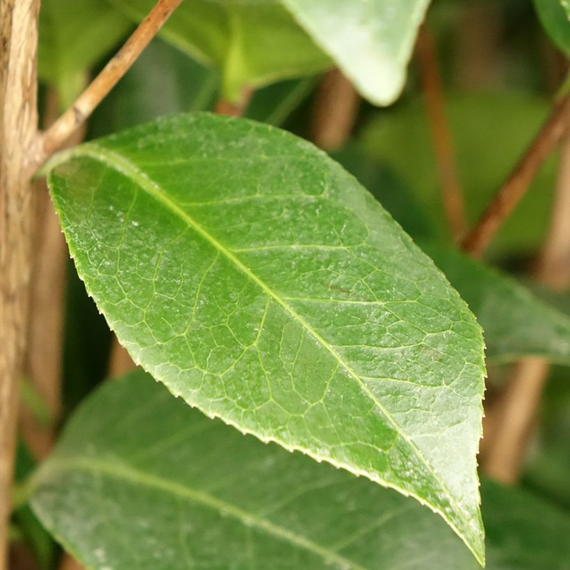Camellia Three Sisters Mix - Japanische Kamelie (Foliage)