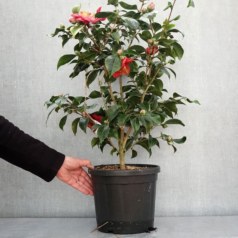 Exemplar von Camélia du Japon Painter's Palette - Camellia japonica  Pot de 4L/5L wie im Winter geliefert