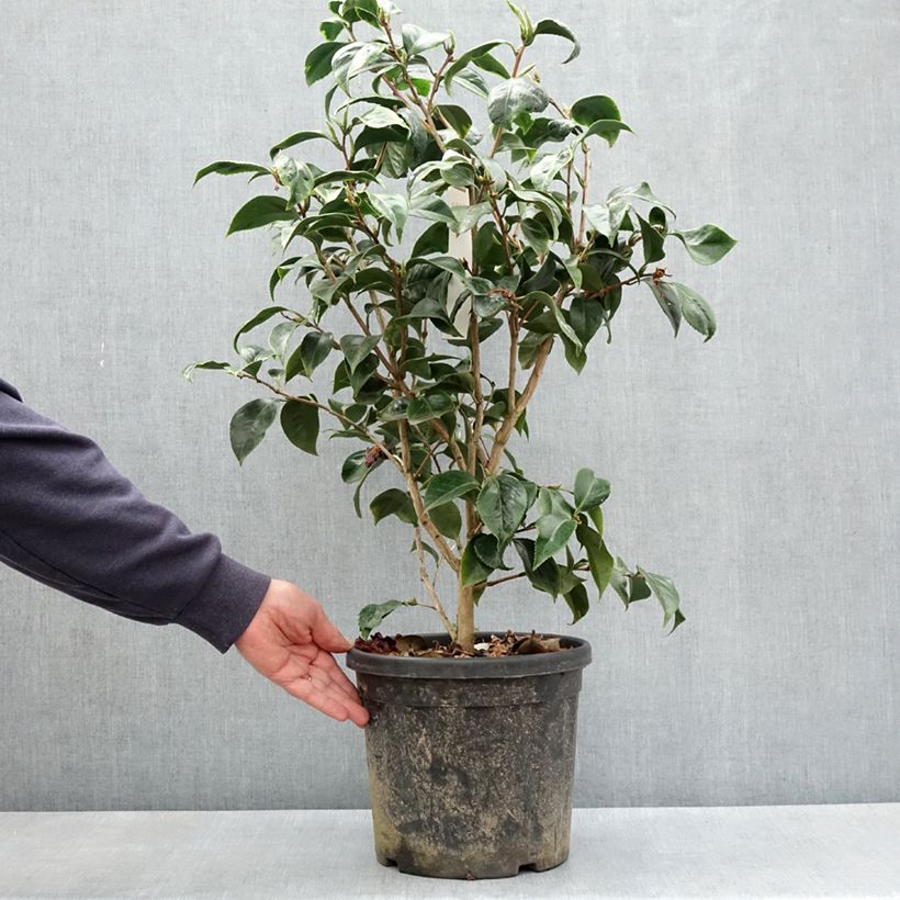 Example of Camellia japonica Painter's Palette - Japanische Kamelie Topf mit 4L/5L as you get in printemps