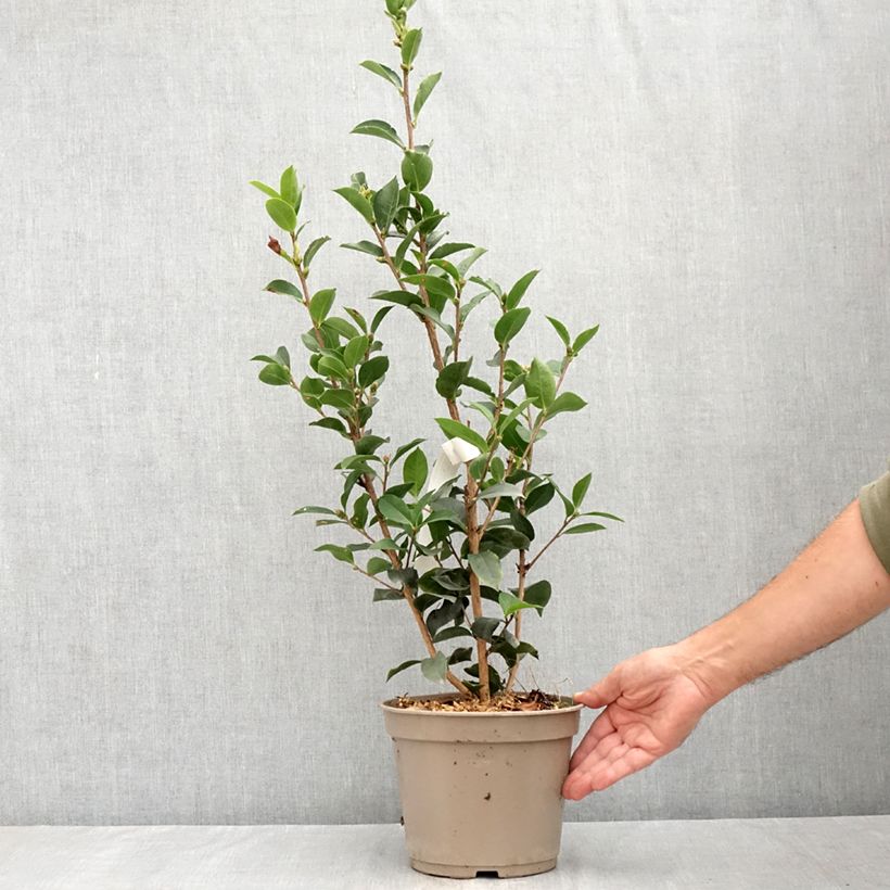 Exemplar von Camellia reticulata Fiesta Grande - Kamelie Topf mit 3L/4L wie im Sommer geliefert