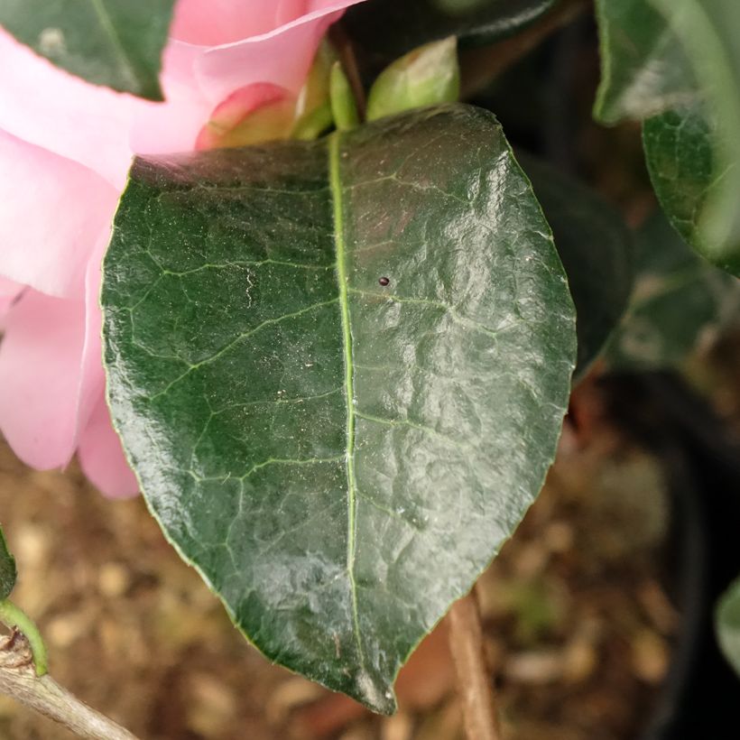 Camellia Nicky Crisp - Kamelie (Laub)