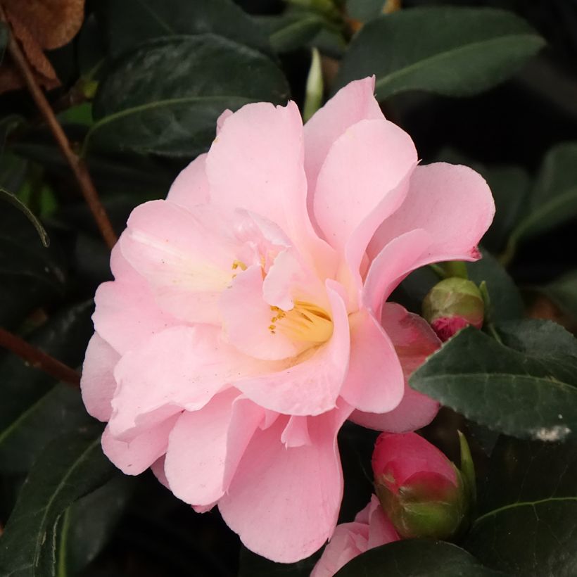 Camellia Nicky Crisp - Kamelie (Blüte)