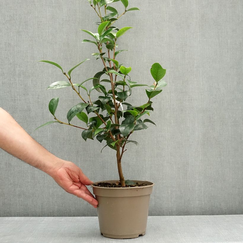 Exemplar von Camellia Il Gioiello - Japanische Kamelie Topf mit 4L/5L wie im Frühjahr geliefert