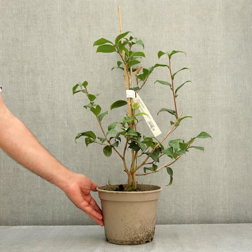 Exemplar von Camellia reticulata Inspiration - Kamelie Topf mit 4L/5L wie im Sommer geliefert