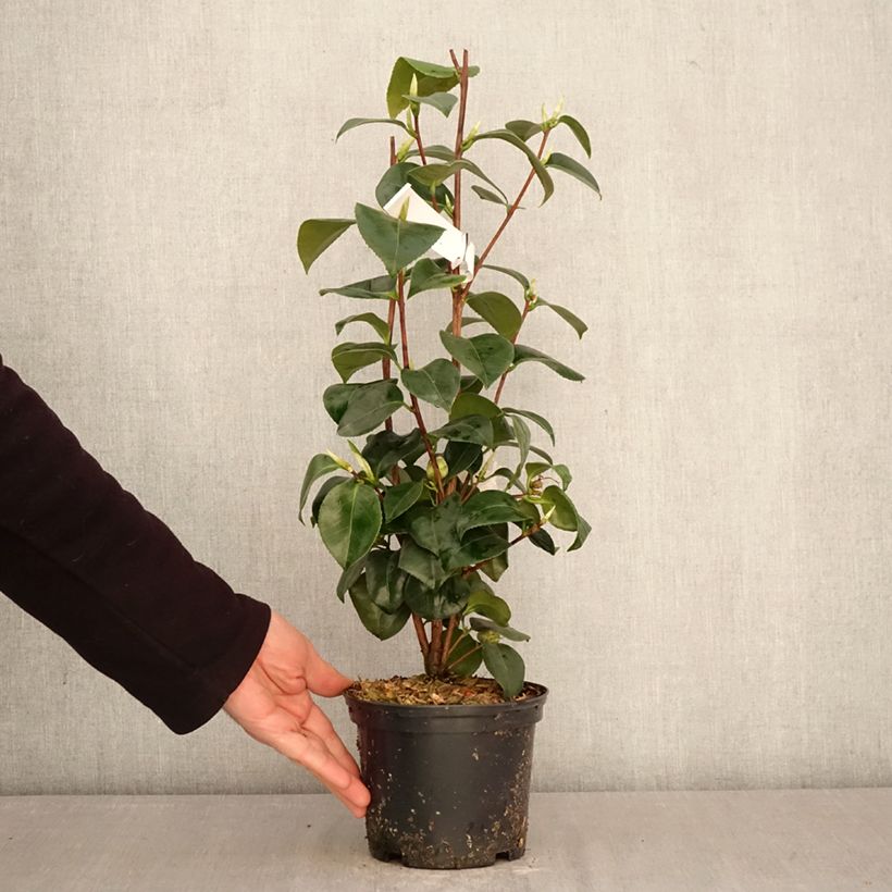 Exemplar von Camellia Janet Waterhouse - Japanische Kamelie Topf mit 2L/3L wie im Frühjahr geliefert