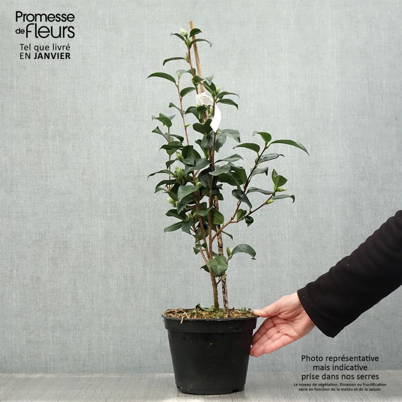 Exemplar von Camélia Lucky Star - Camellia (x) williamsii Pot de 4L/5L wie im Winter geliefert
