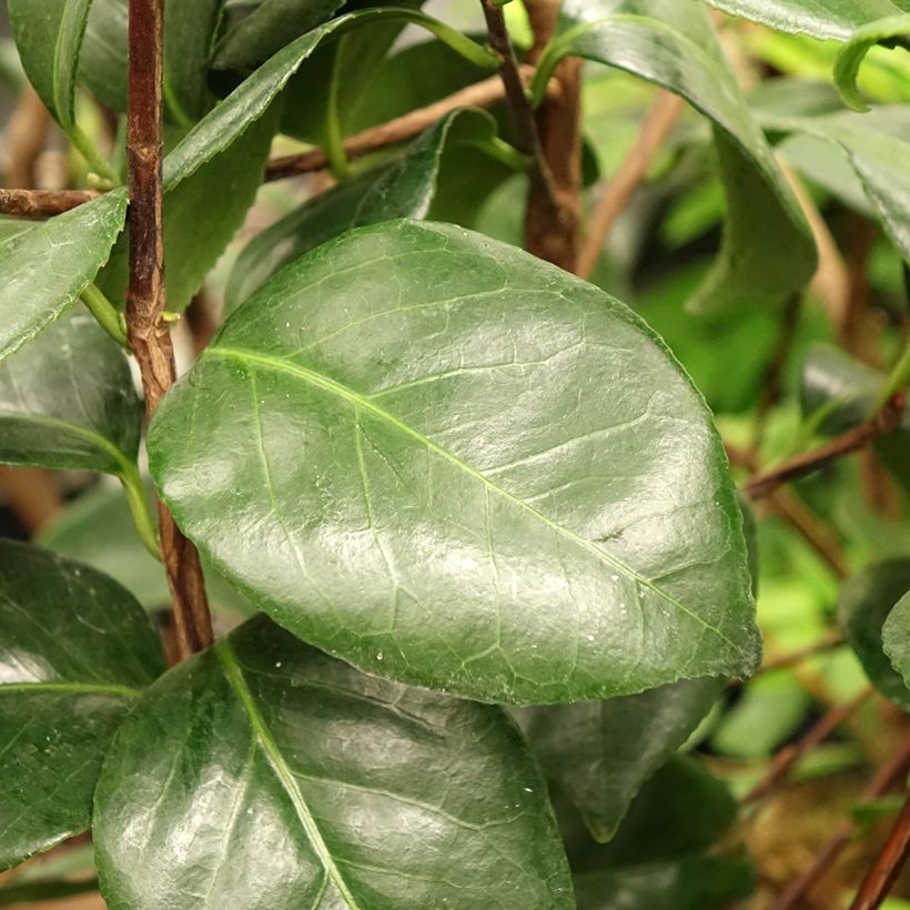 Camellia Margaret Davis - Japanische Kamelie (Foliage)